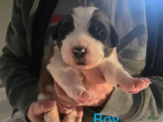 Saint Bernard dogs Saint Bernard Puppy 1 - Ad 18