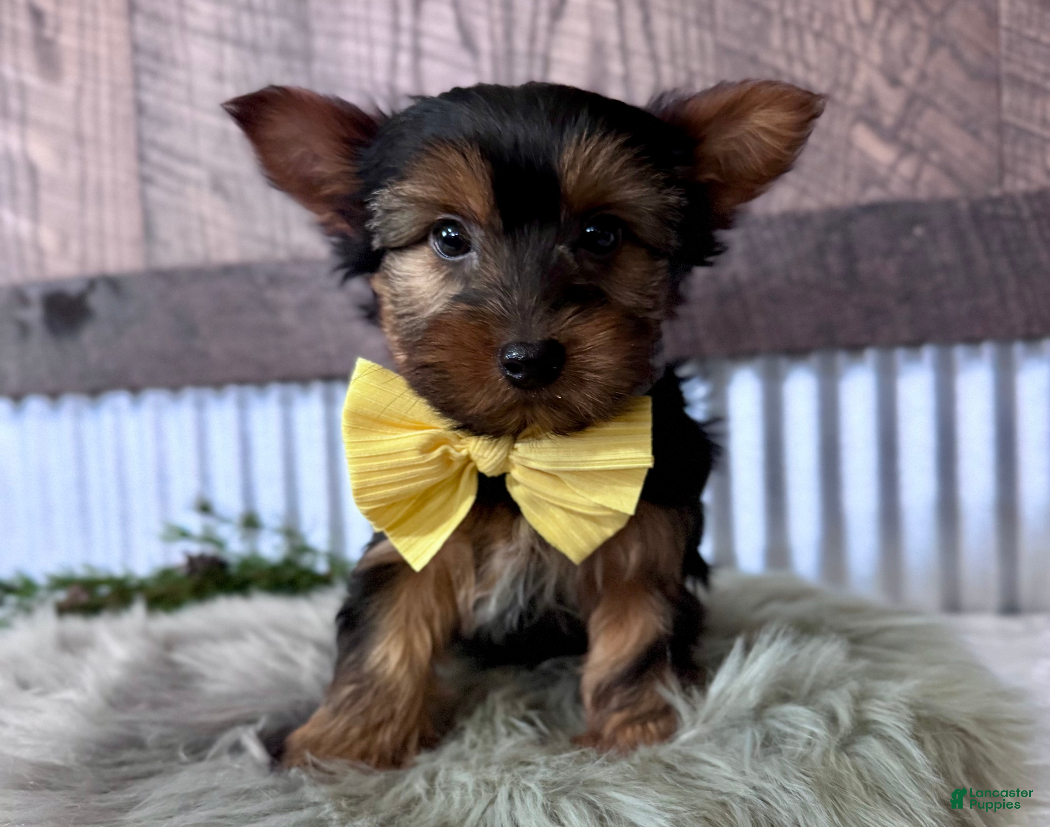 Yorkshire Terrier dogs Miles - Ad 2