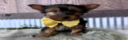 Yorkshire Terrier dogs for sale: Miles - Ad 2