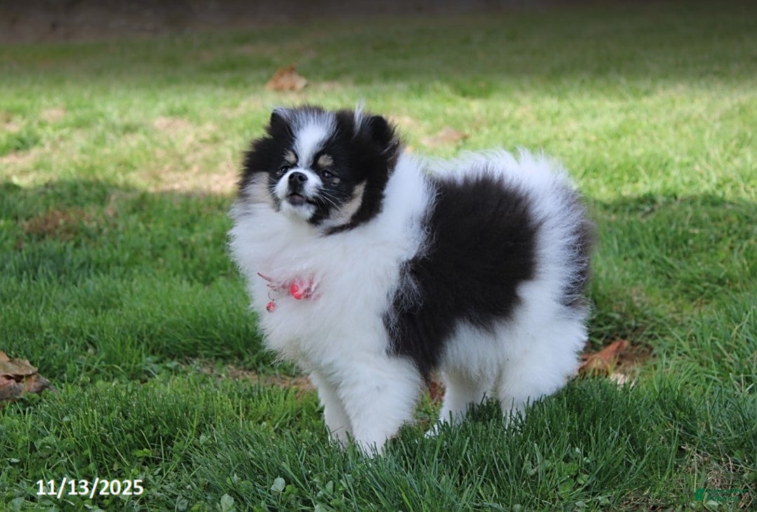 Pomeranian dogs for sale: Karter - Ad 2