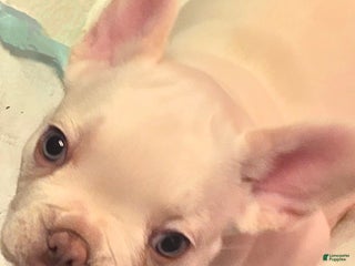 French Bulldog dogs - Ad 13