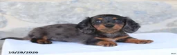 Dachshund dogs for sale: Evan - Ad 3