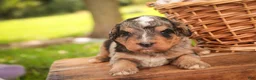 Mini Bernedoodle dogs for sale: Cornell F1 Mini Bernedoodle  - Ad 4