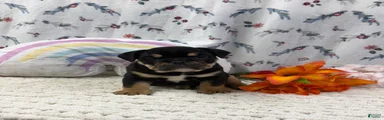Ben