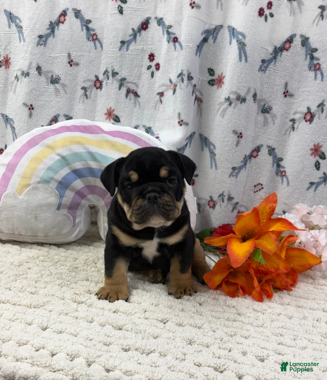 English Bulldog dogs for sale: Ben - Ad 1