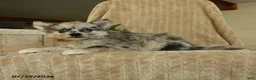 Pomsky dogs for sale: Zolton - Ad 4