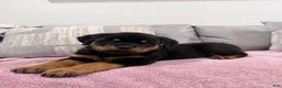 Rottweiler dogs for sale: Rottweiler Puppy 1 - Ad 8
