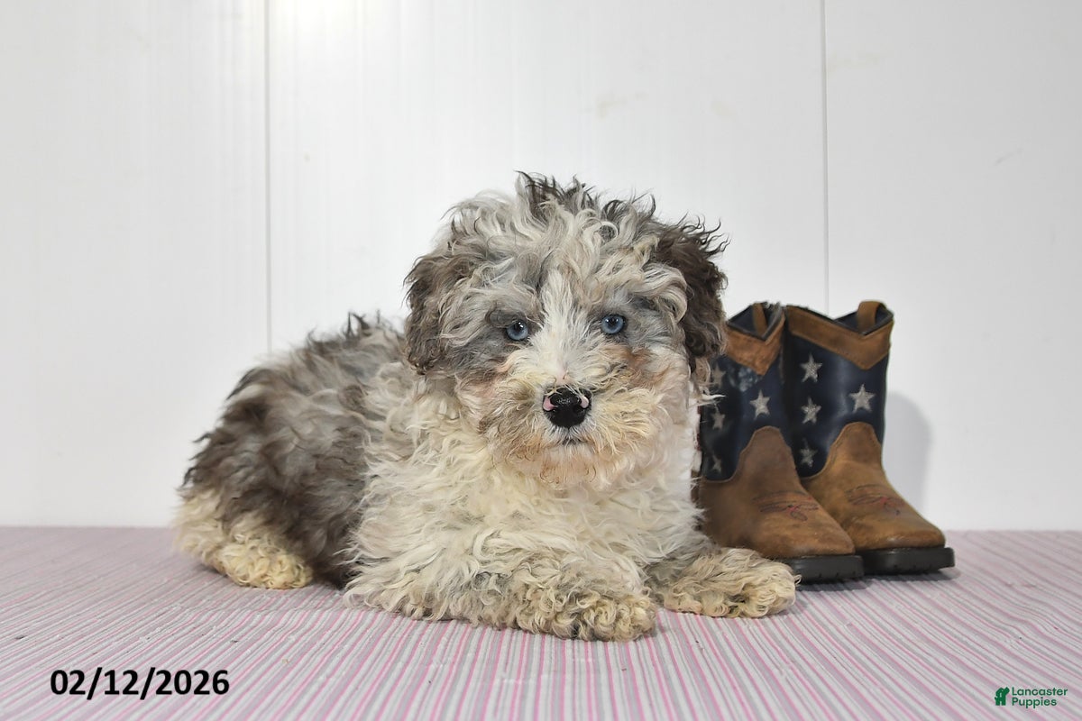 Miniature Poodle dogs for sale: Roxy - Ad 1