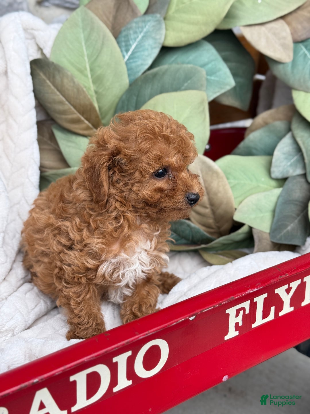 Toy Poodle dogs for sale: Kira - Ad 21