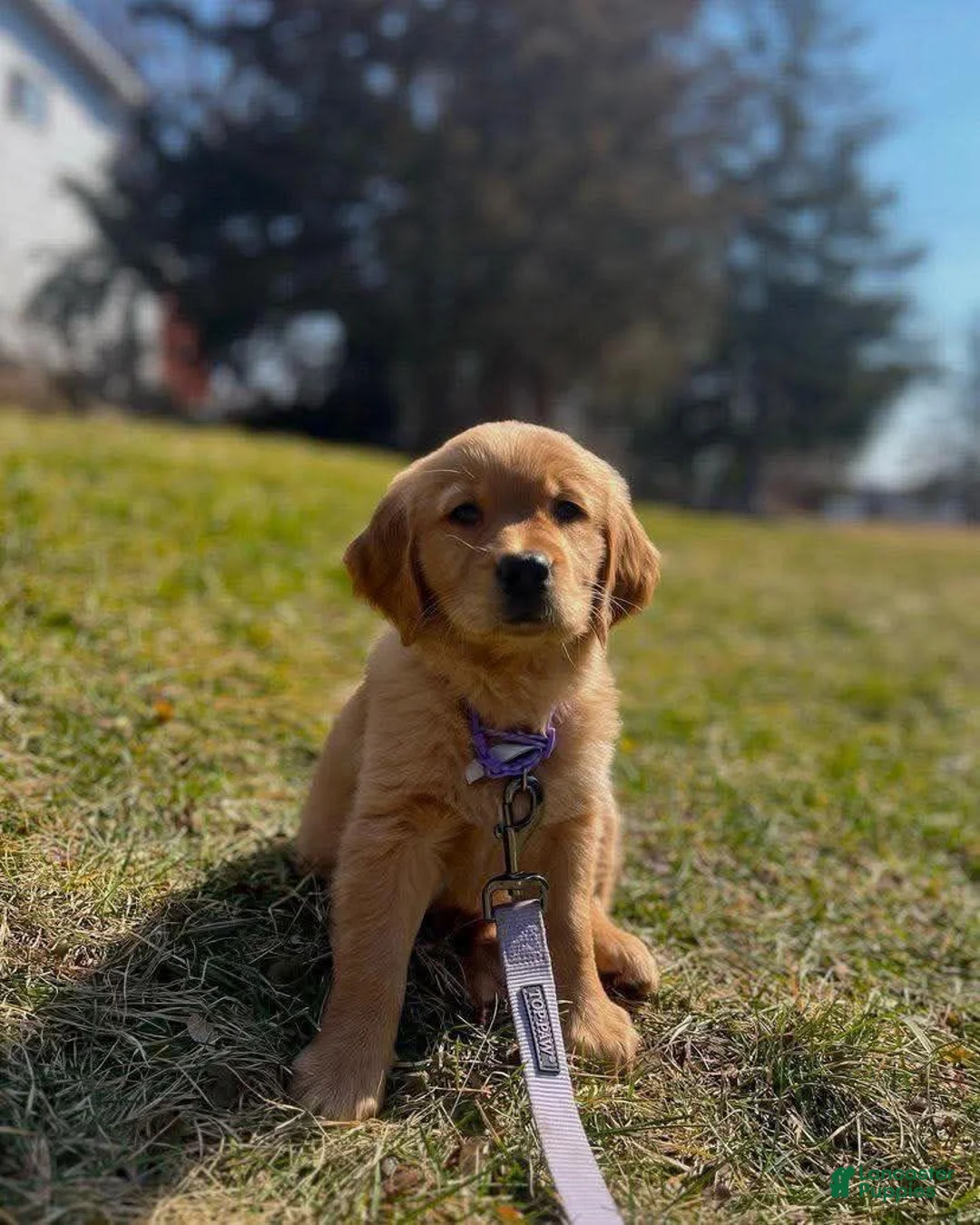 Golden Retriever dogs for sale: Golden Retriever Puppy 1 - Ad 1