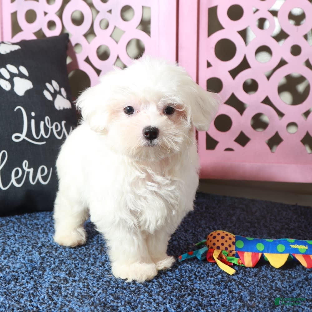 Maltese dogs Dove - Ad 17