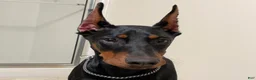Doberman Pinscher dogs for sale: Upcoming Doberman Litter - Ad 2
