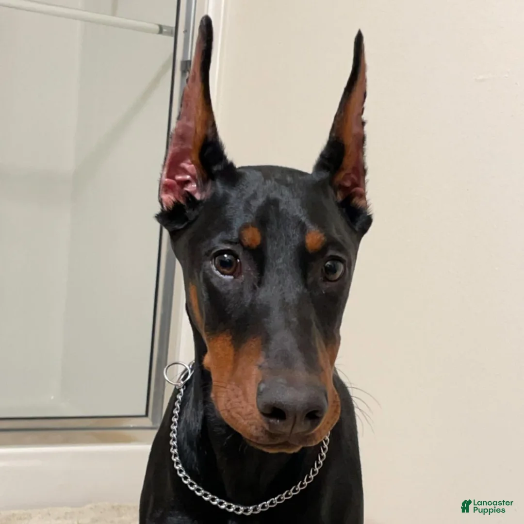 Doberman Pinscher dogs for sale: Upcoming Doberman Litter - Ad 2
