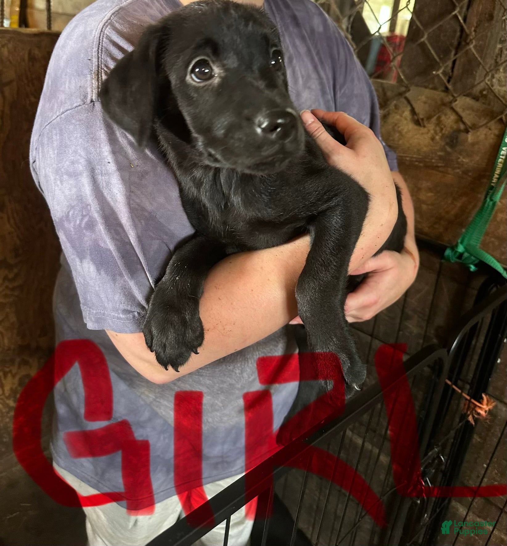 Labrador Retriever dogs Labrador Retriever 5 - Ad 26