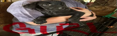 Labrador Retriever 5