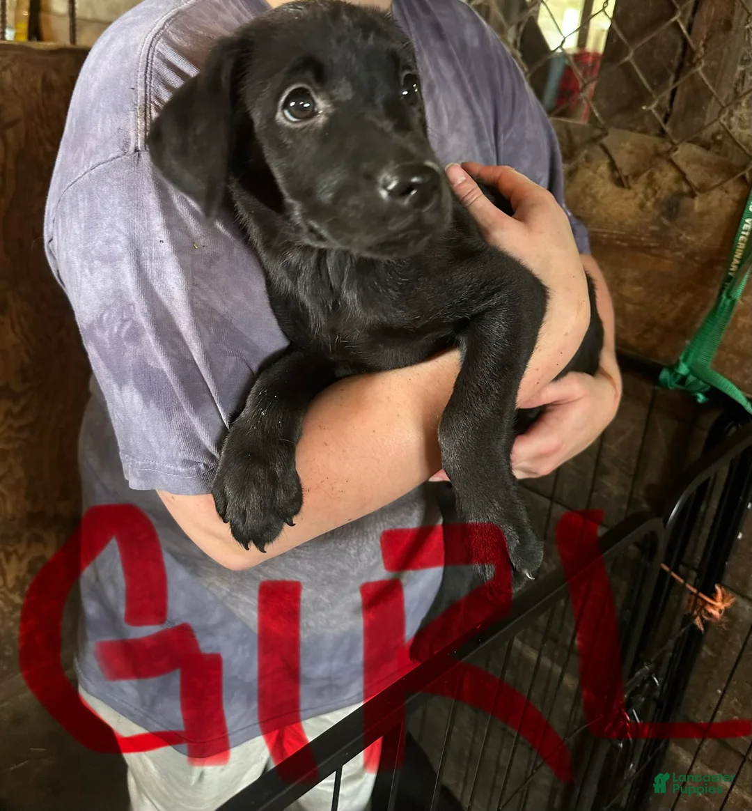 Labrador Retriever dogs for sale: Labrador Retriever 5 - Ad 1