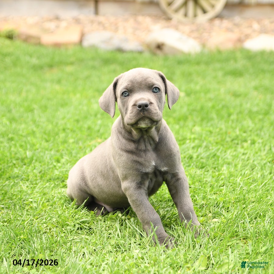 Cane Corso dogs Sarge - Ad 2