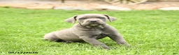 Cane Corso dogs for sale: Sarge - Ad 2