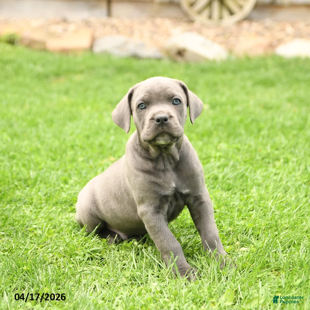 Cane Corso dogs for sale: Sarge - Ad 2