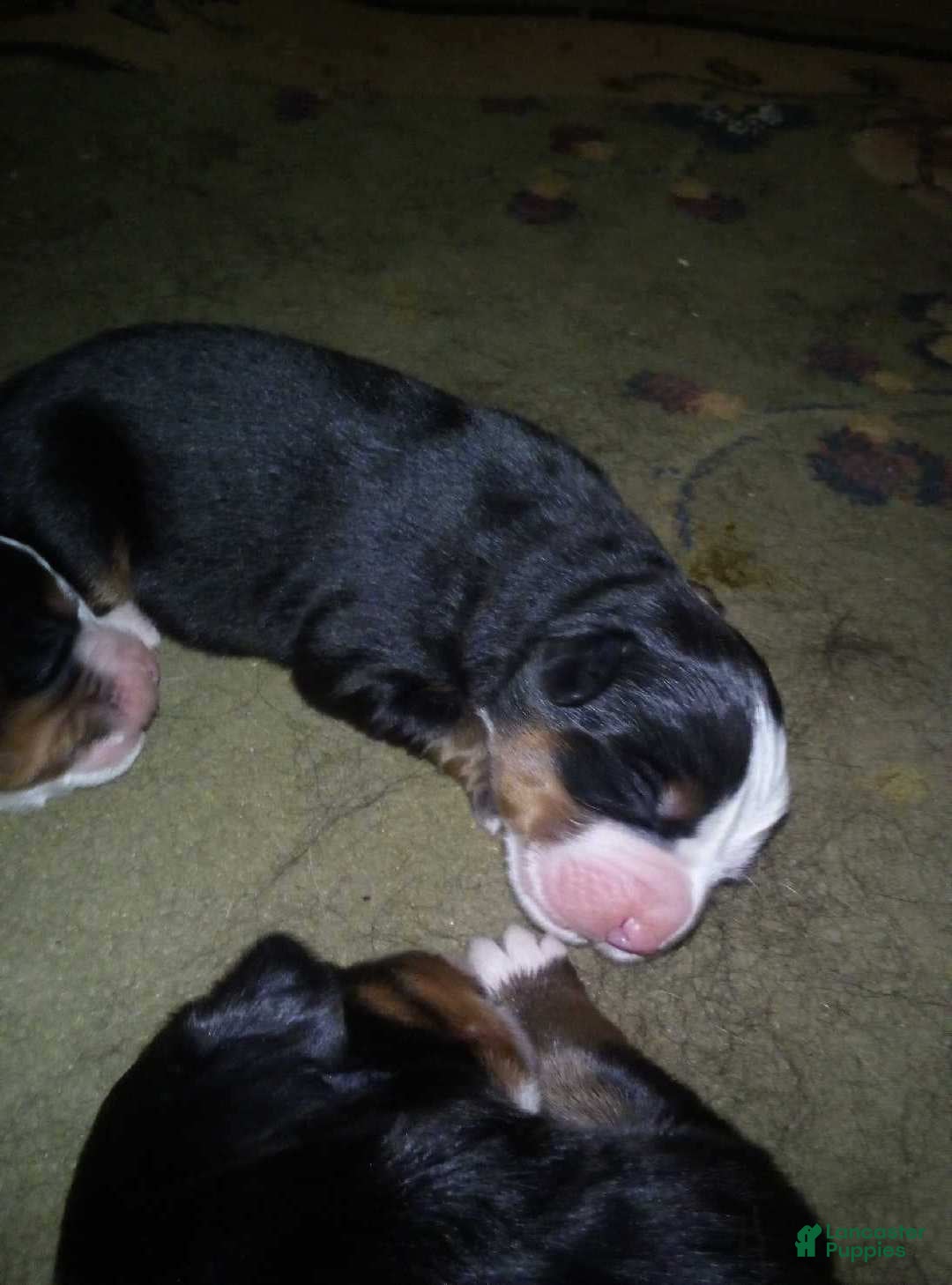 Bernese Mountain Dog dogs brutus - Ad 11