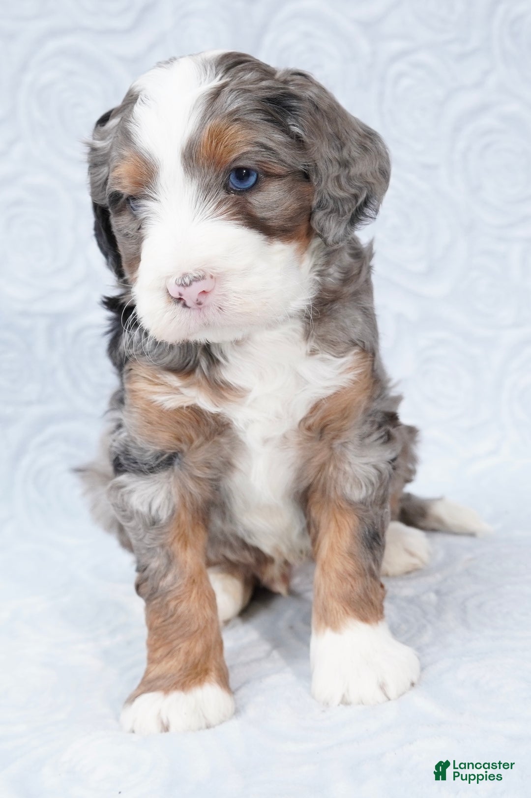 Mini Bernedoodle dogs for sale: Mini Jax - Ad 3