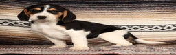 Beagle dogs for sale: Marshmallow - Ad 2