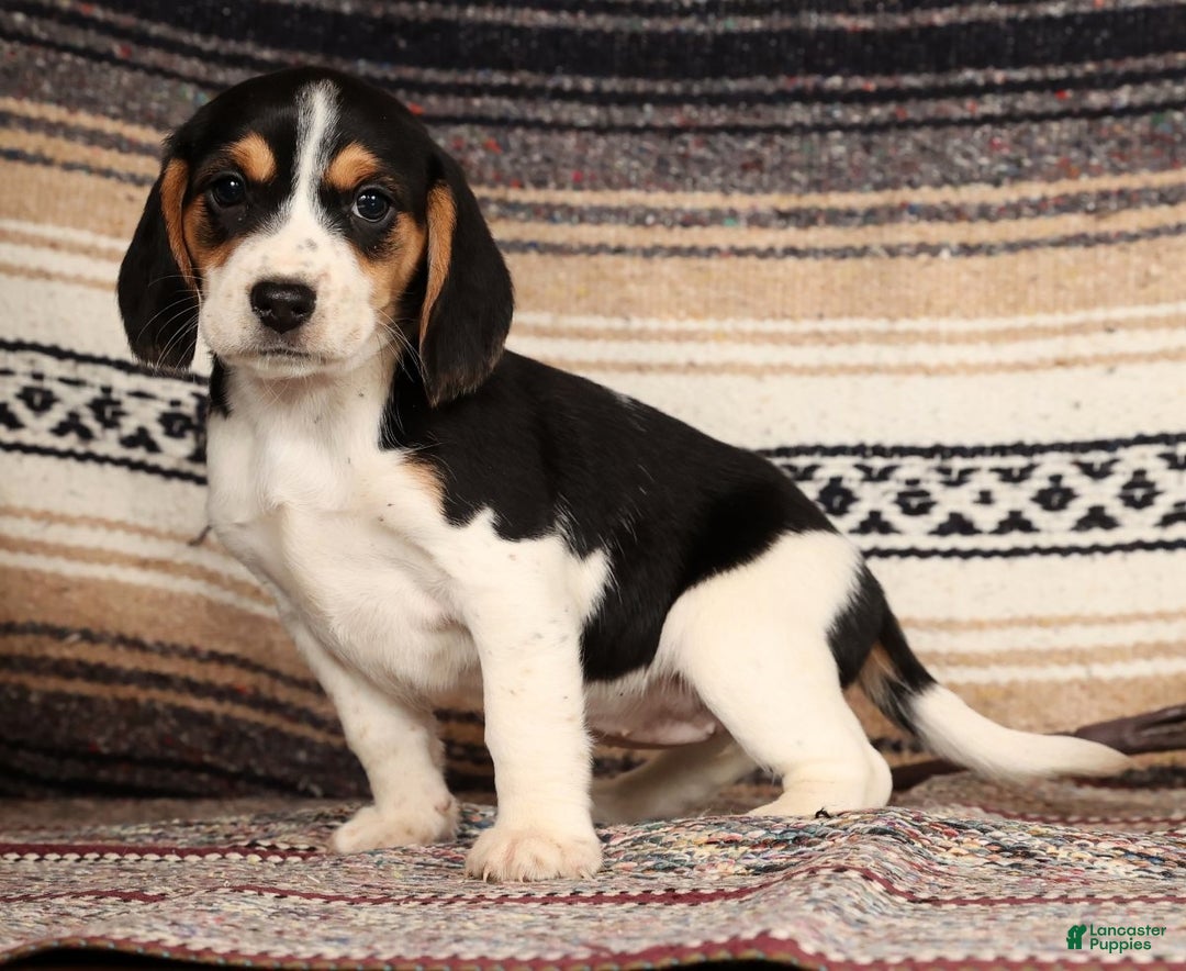 Beagle dogs for sale: Marshmallow - Ad 2