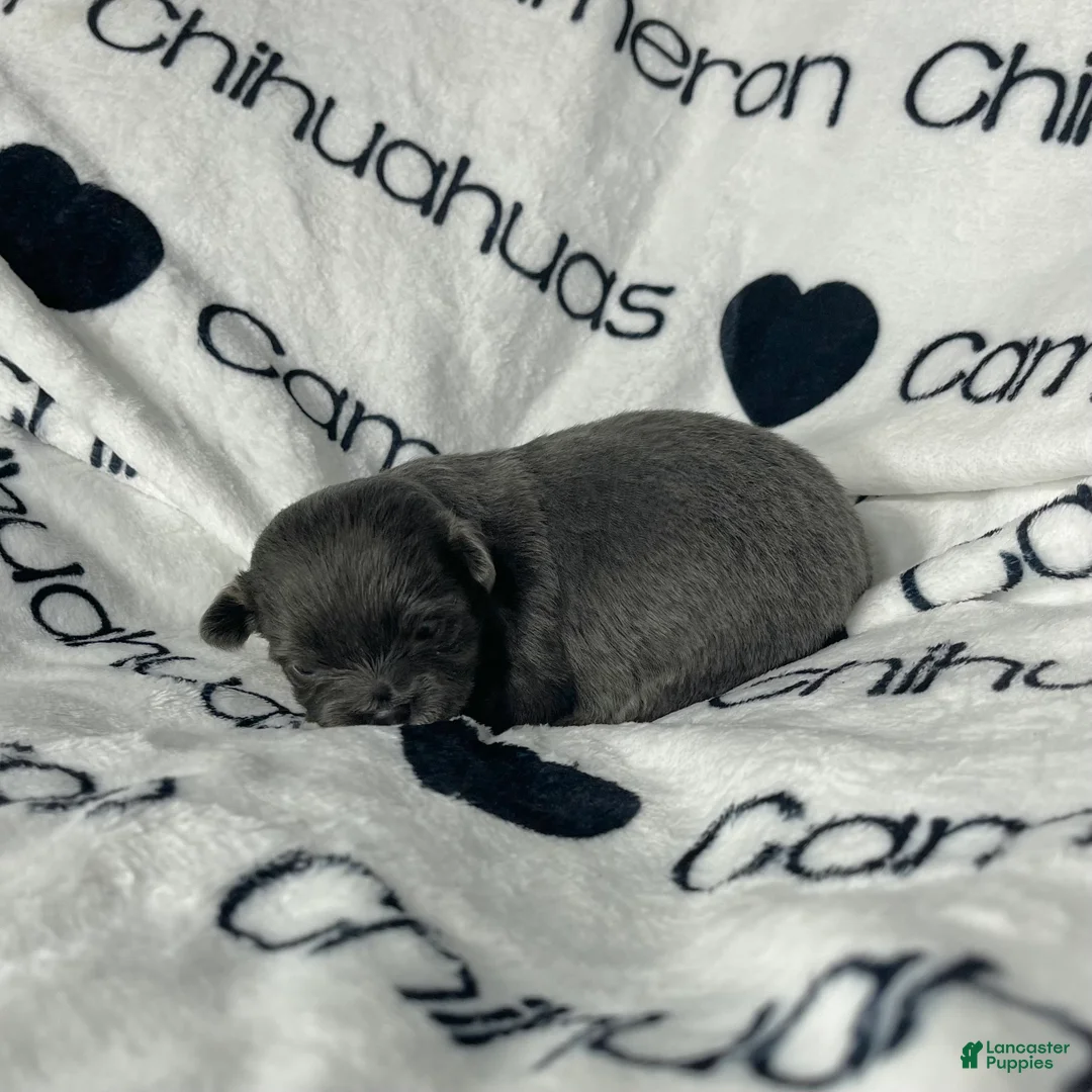 Chihuahua dogs for sale: Fiona Blue Tricolor Long Coat - Ad 6