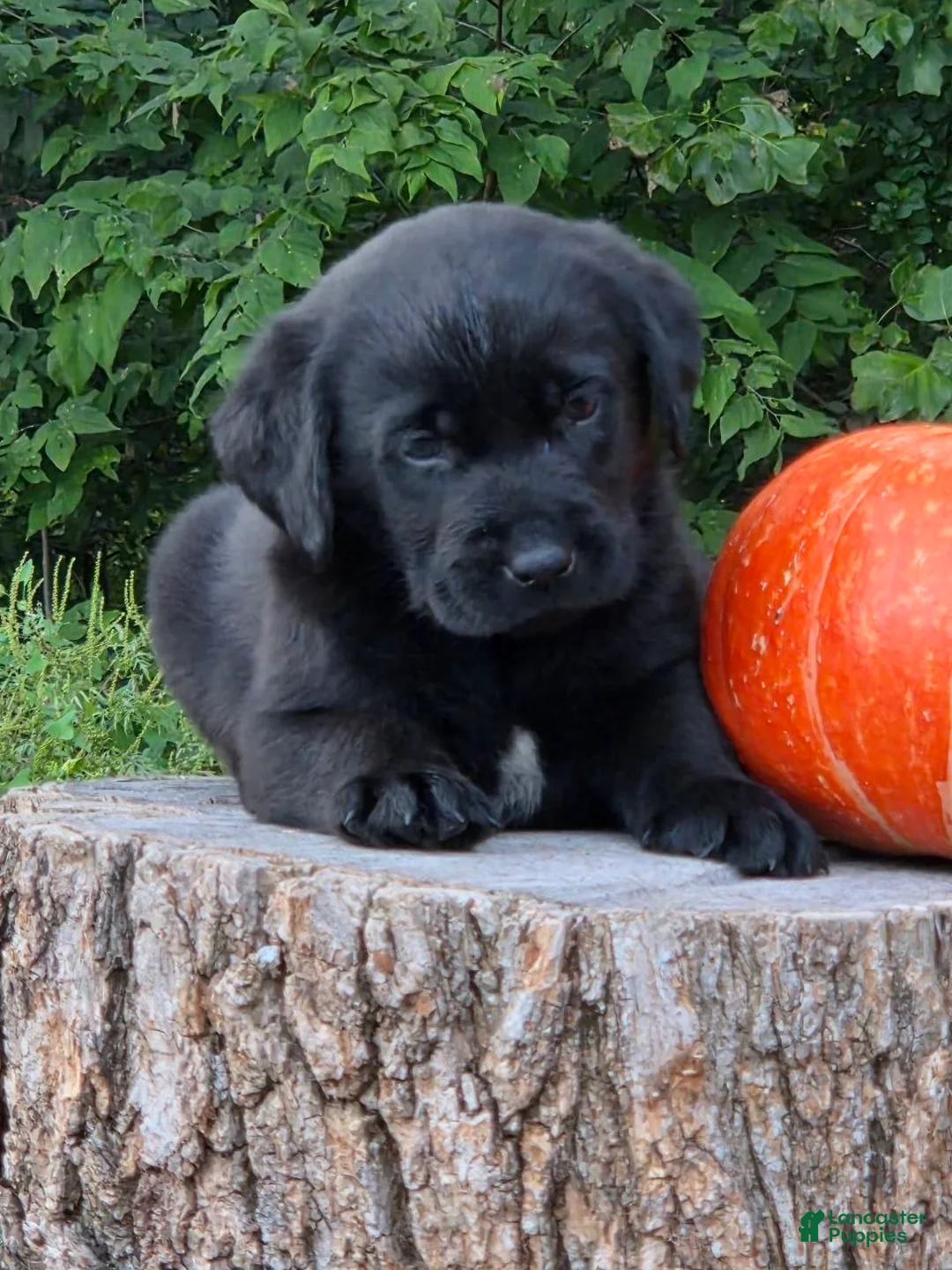 Labrador Retriever dogs for sale: Buster  - Ad 1