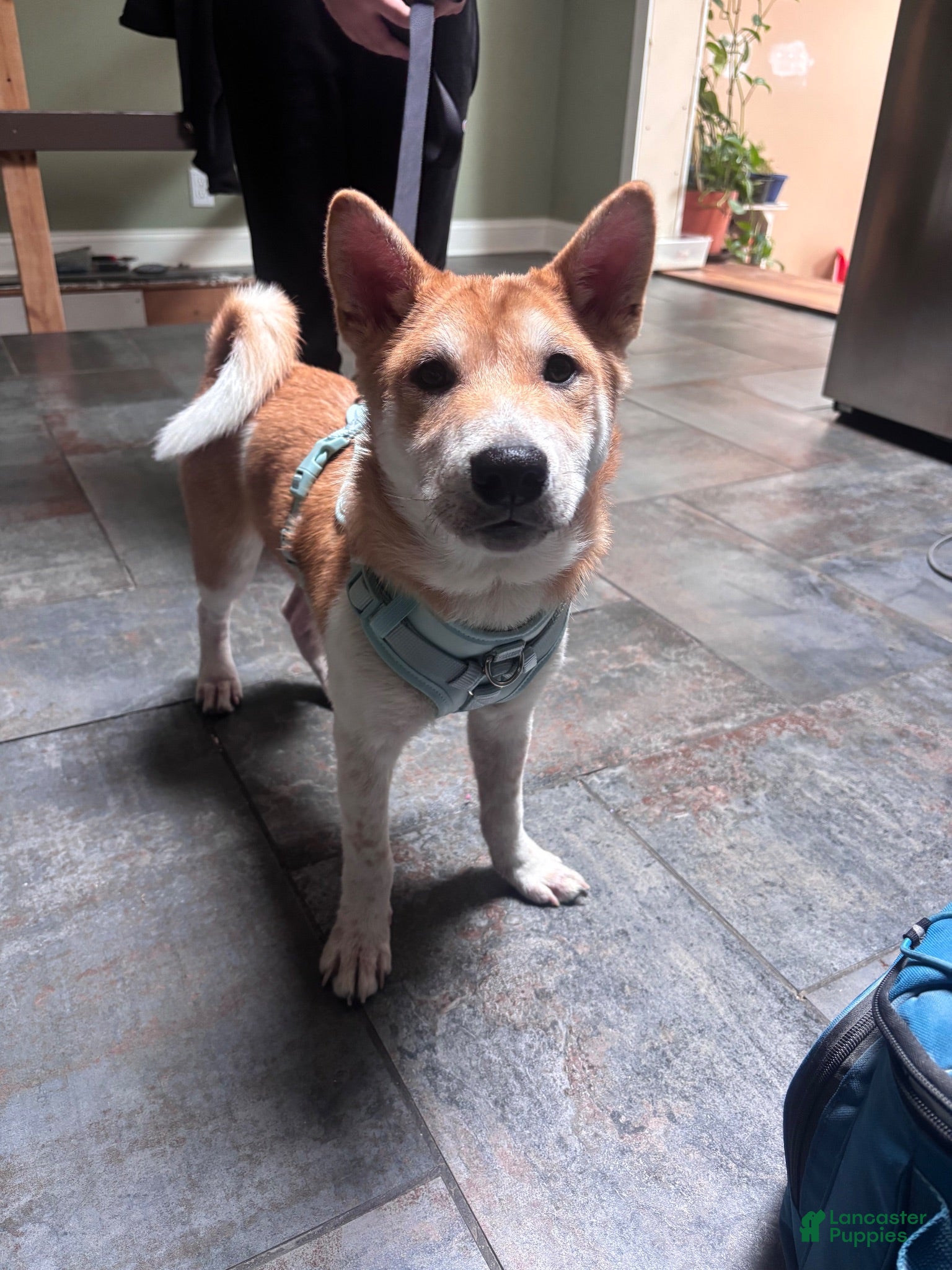 Shiba Inu dogs Shiba Inu 1 - Ad 42
