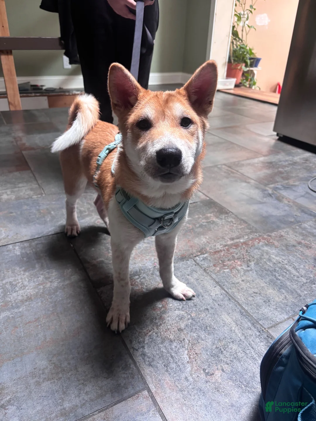 Shiba Inu dogs for sale: Shiba Inu 1 - Ad 1
