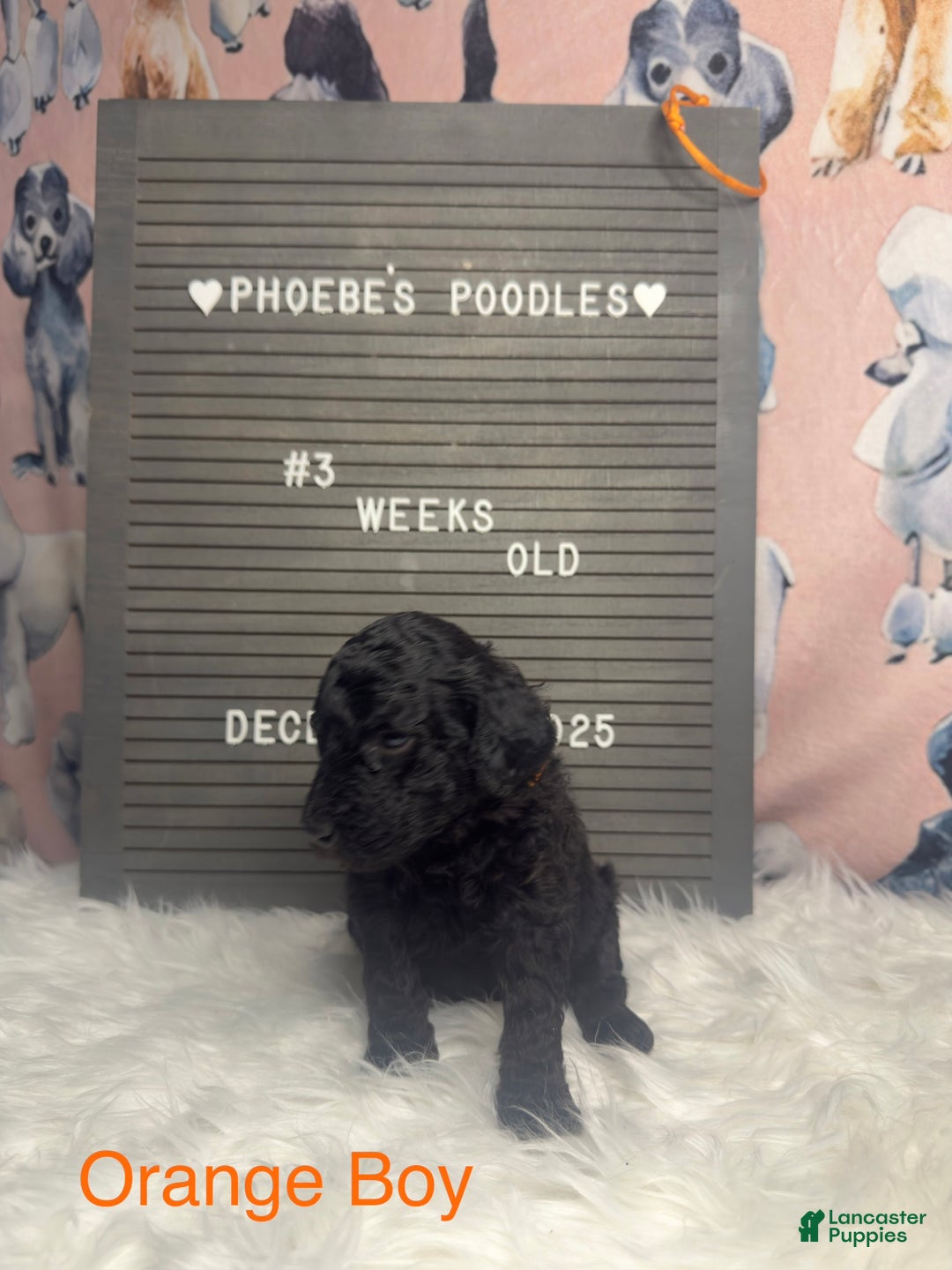 Standard Poodle dogs for sale: Standard Poodle Puppy 4 - Ad 6