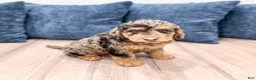 Mixed Breed dogs for sale: Nash - Ad 3