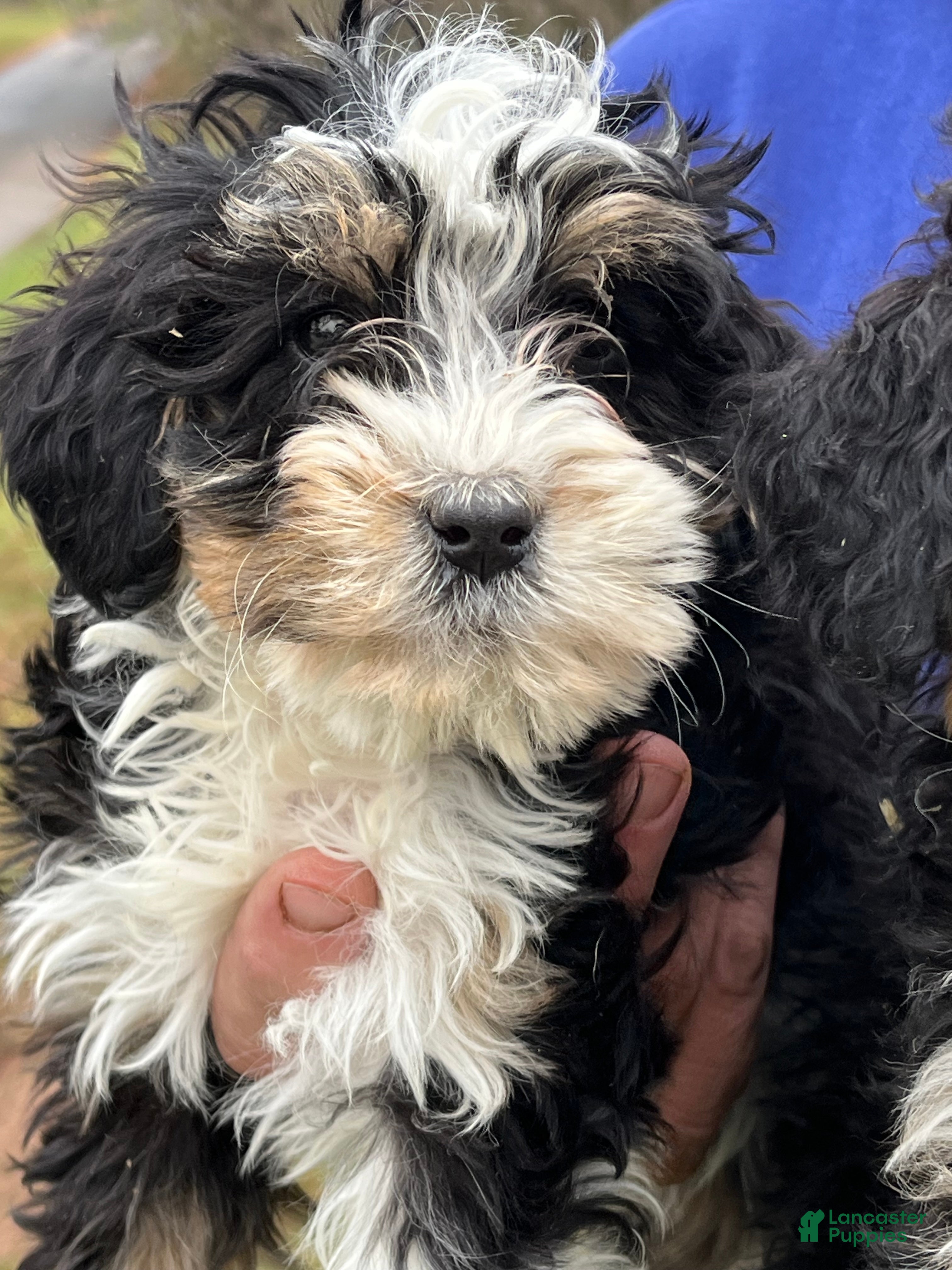 Mini Bernedoodle dogs Eden - Ad 7
