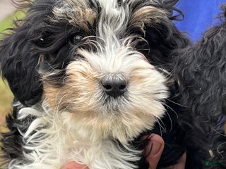 Mini Bernedoodle dogs Eden - Ad 18