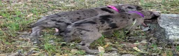 Great Dane dogs for sale: Ewa - Ad 7