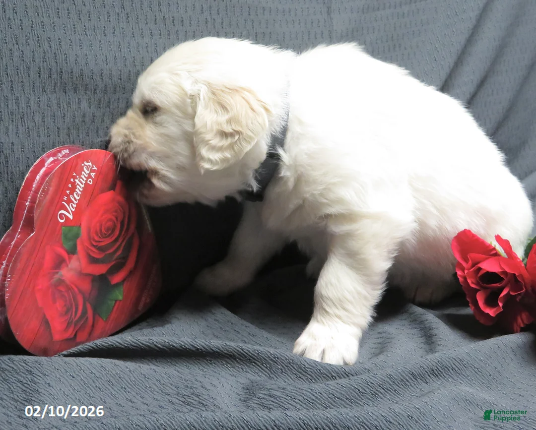 Golden Retriever dogs for sale: Buster - Ad 9