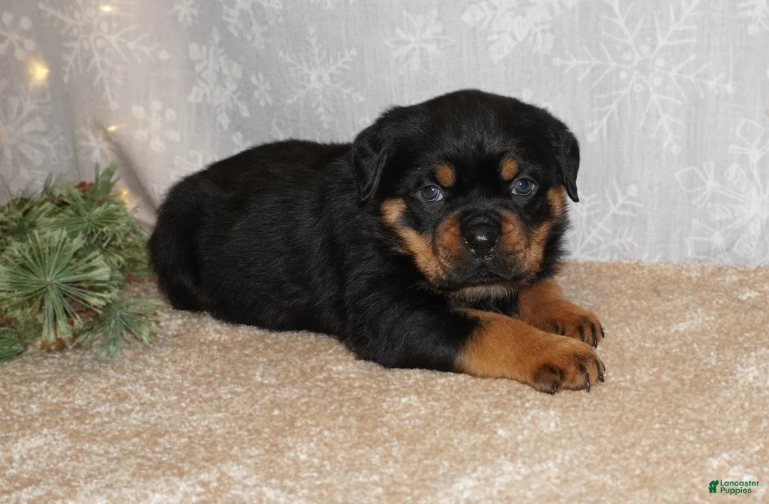 Rottweiler dogs for sale: Duke - Ad 3