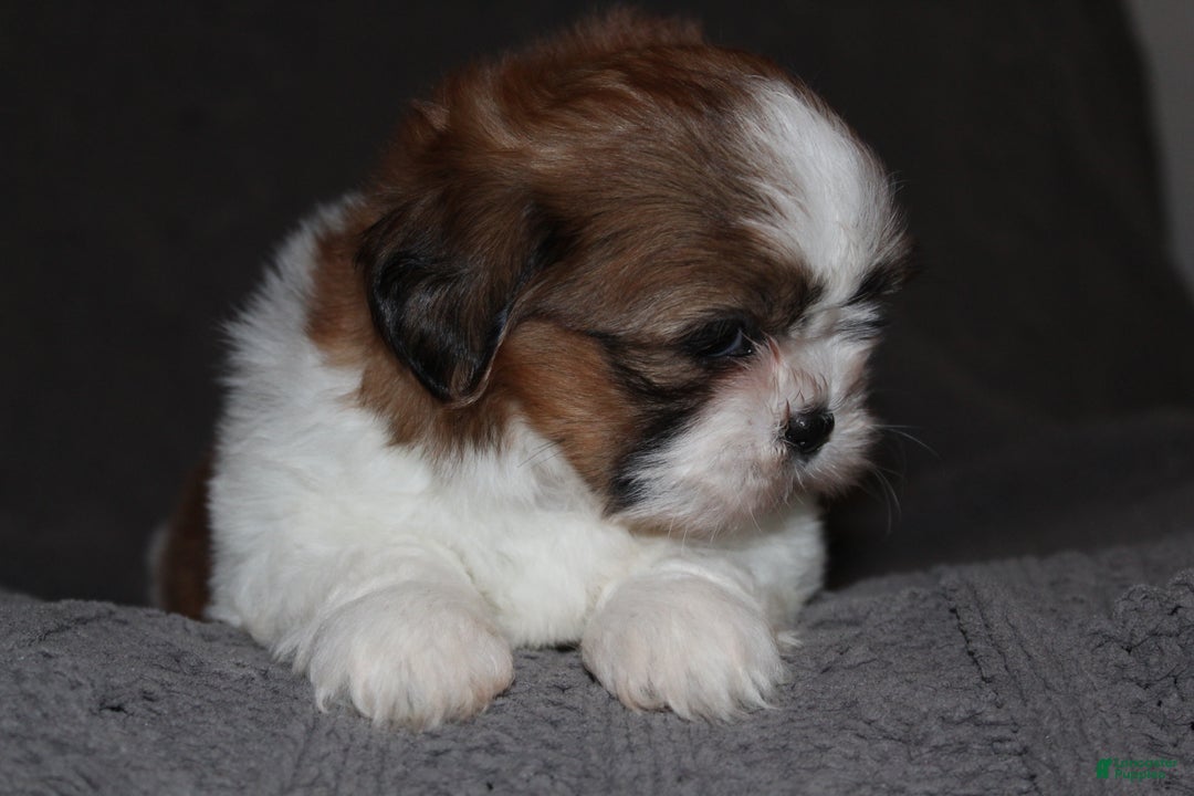 Shih Tzu dogs for sale: Lucy - Ad 8