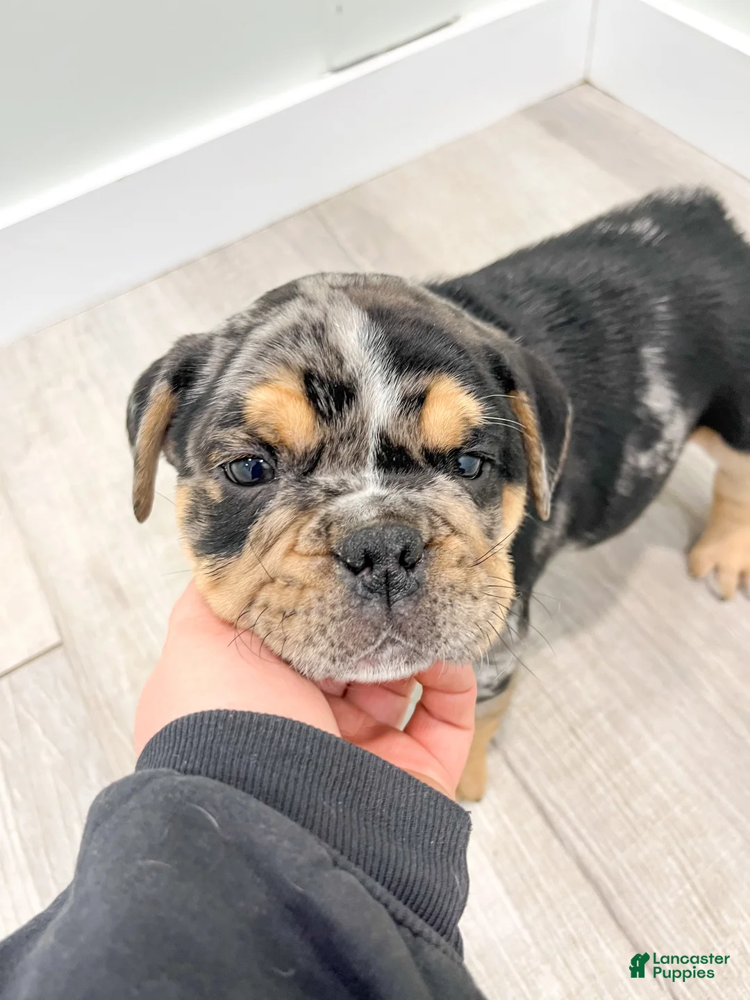 Beabull dogs for sale: Prince - Ad 7