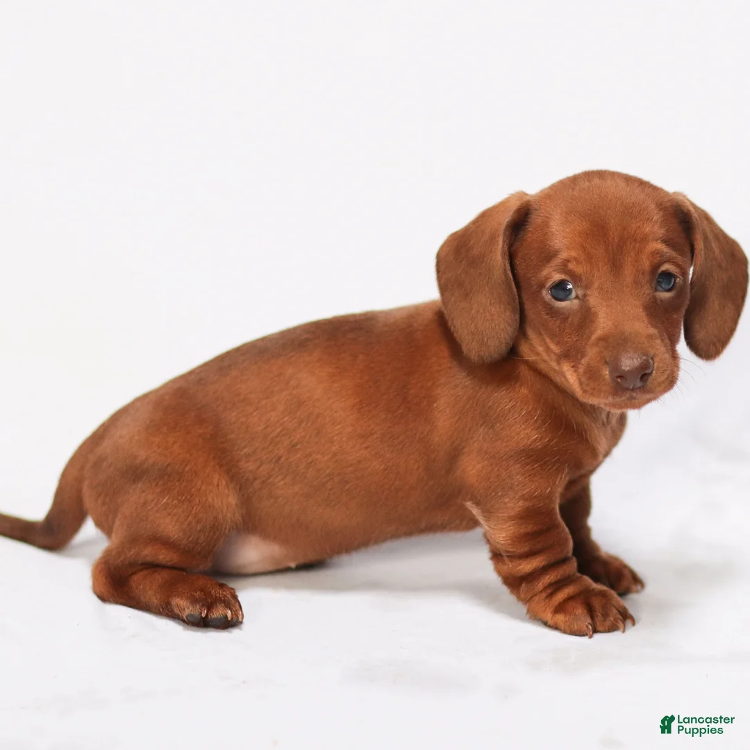 Miniature Dachshund dogs for sale: Willow - Ad 6