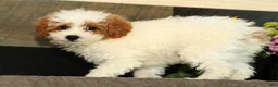 Miniature Poodle dogs for sale: Laney - Ad 8