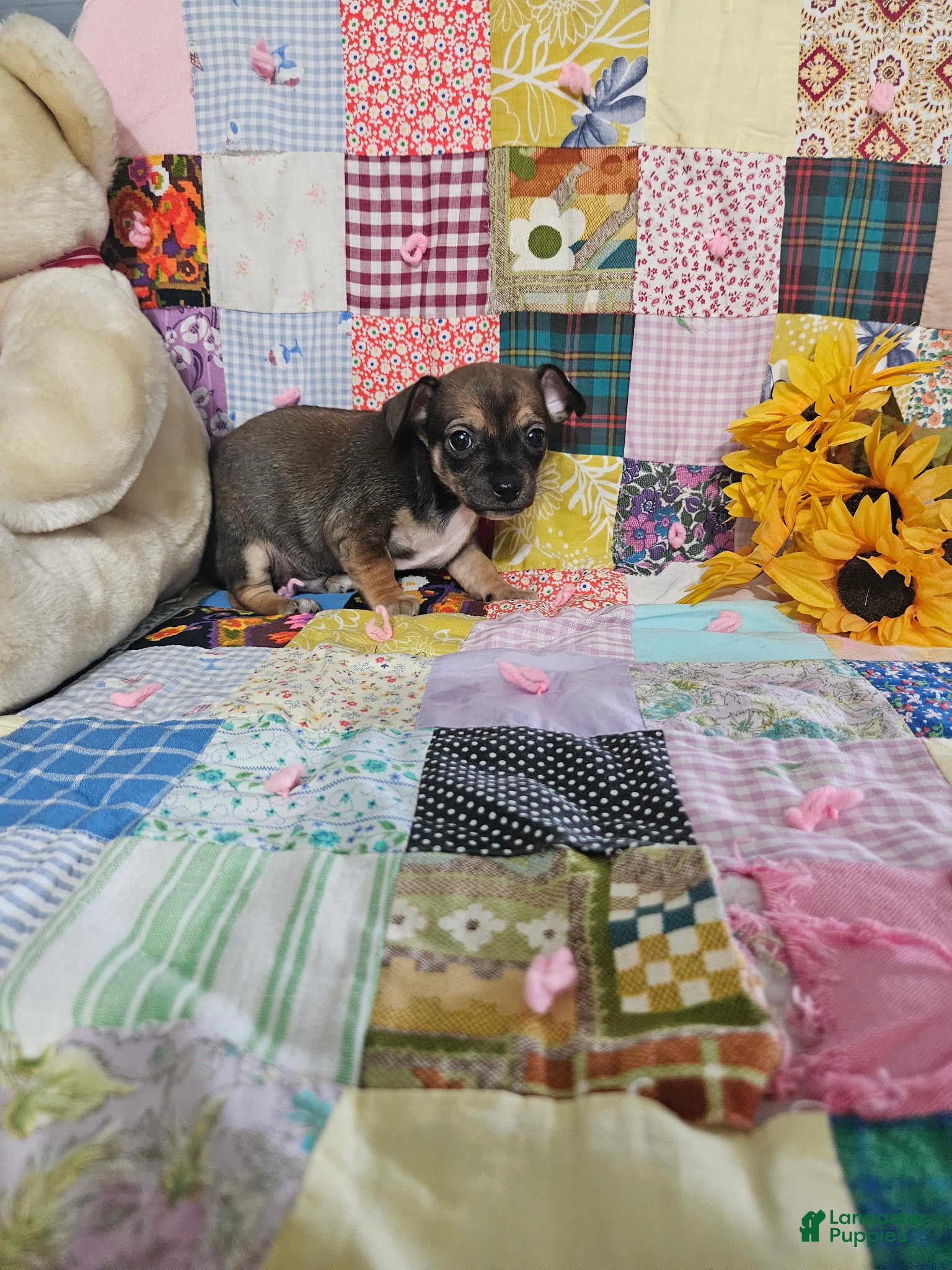 Chihuahua dogs Mini samson - Ad 1