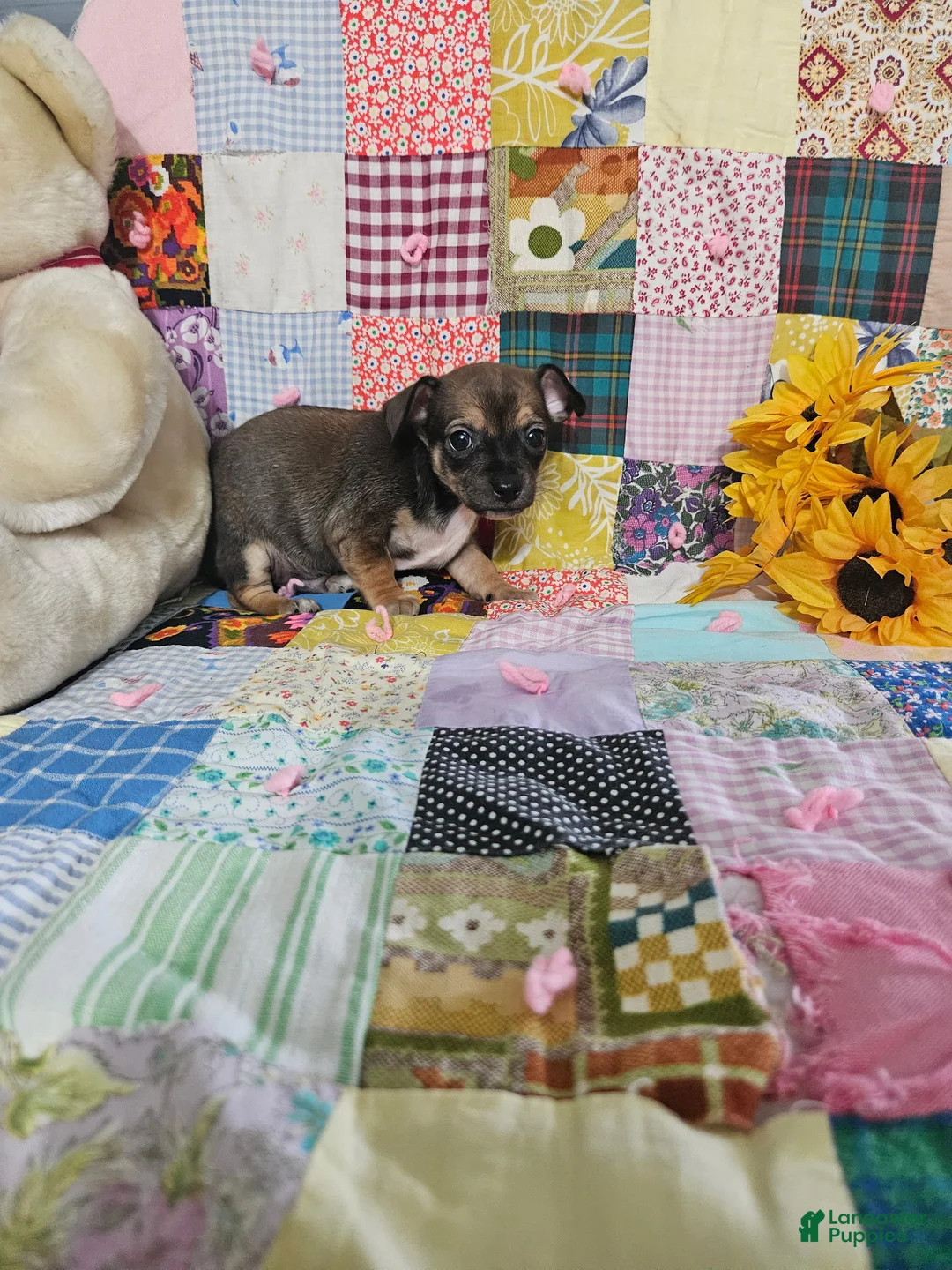 Chihuahua dogs for sale: Mini samson - Ad 1