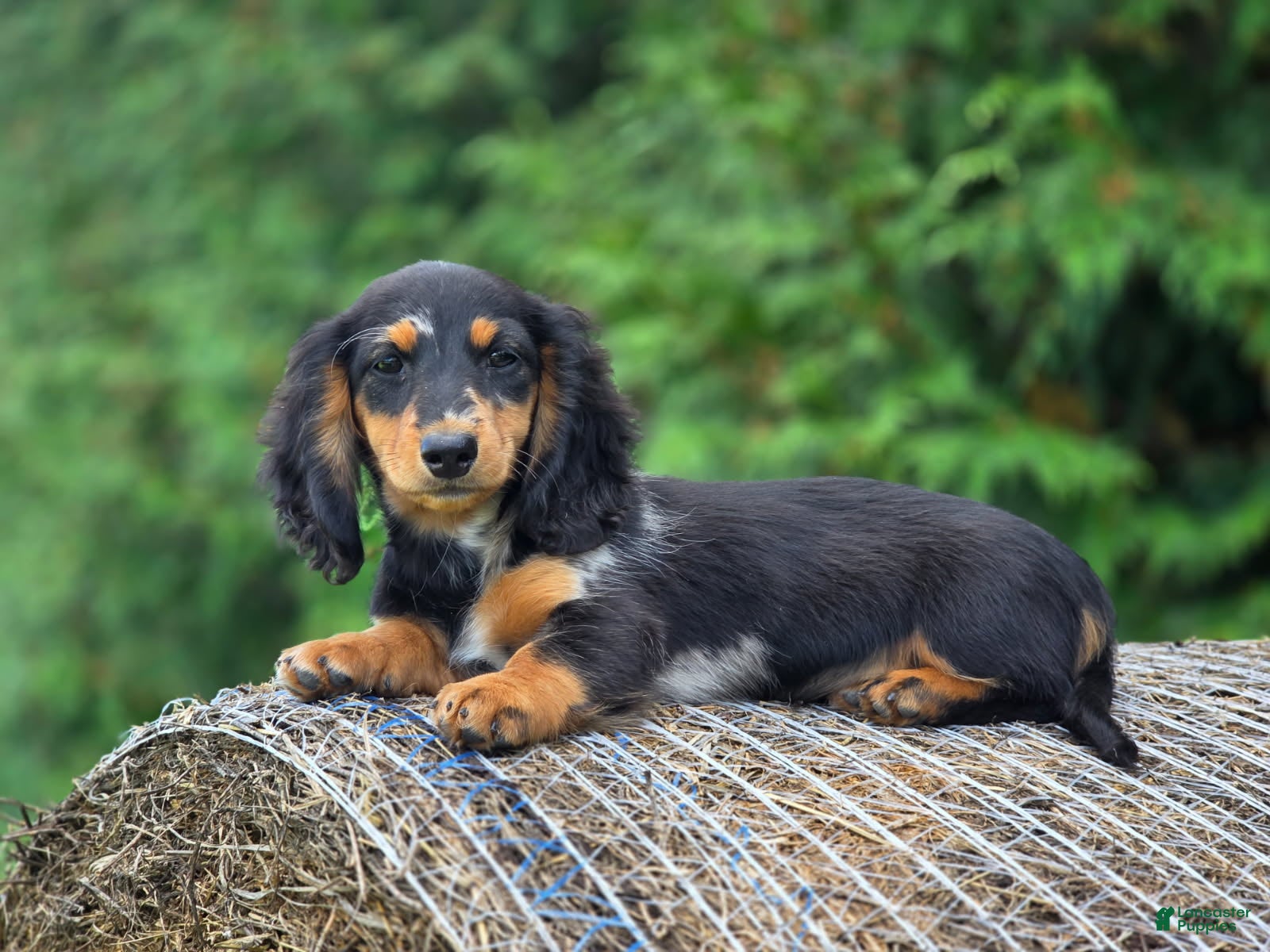Miniature Dachshund dogs Miniature Dachshund Opal - Ad 12