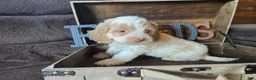 Cockapoo dogs for sale: Chaz - Ad 5