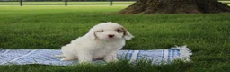 Mini Goldendoodle dogs for sale: Ria - Ad 4
