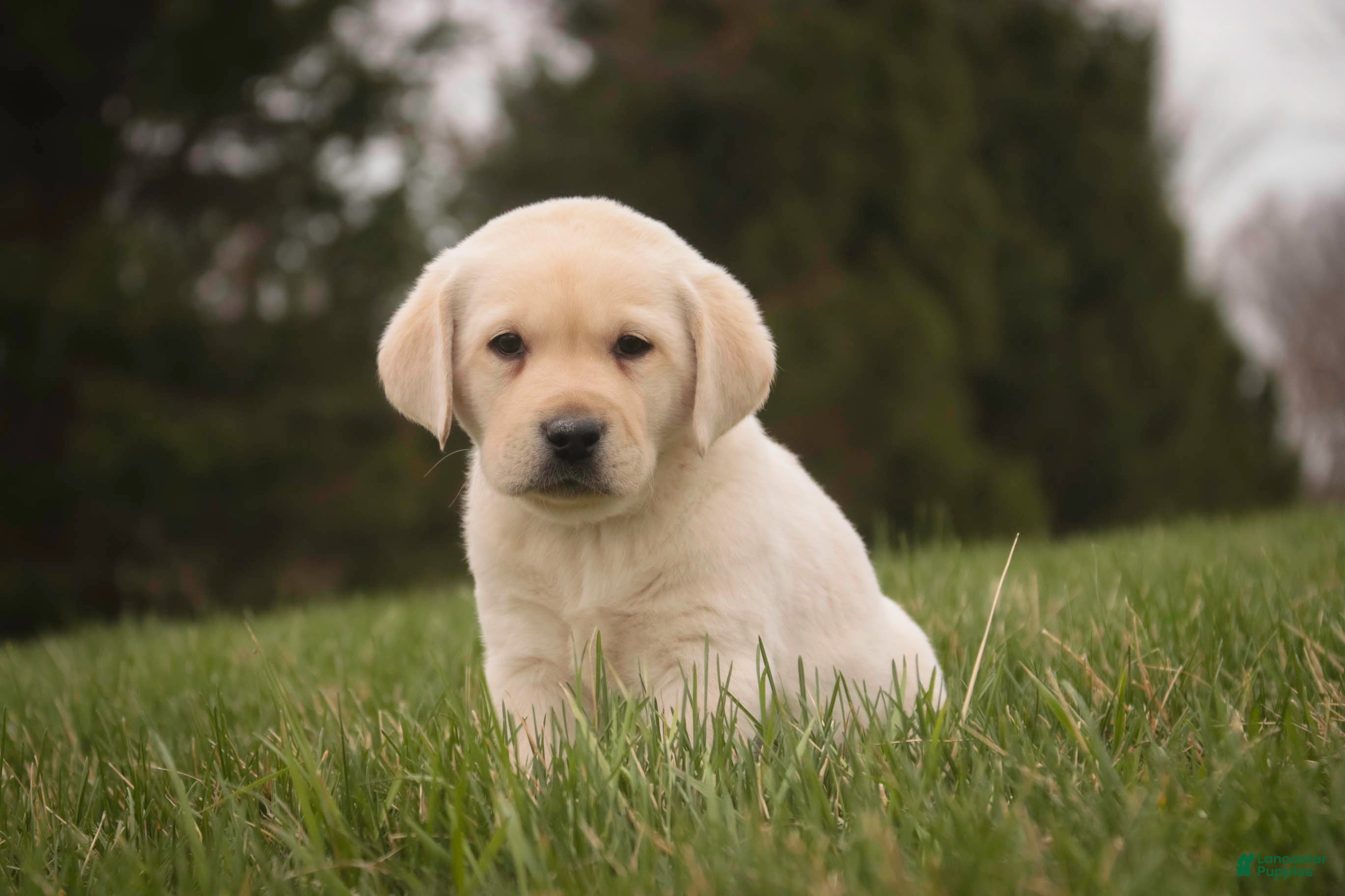 Labrador Retriever dogs Shawn - Ad 1