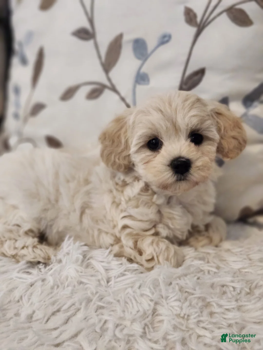 Maltipoo dogs for sale: Maltipoo Puppy 1 - Ad 1