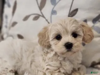Maltipoo dogs Maltipoo Puppy 1 - Ad 28